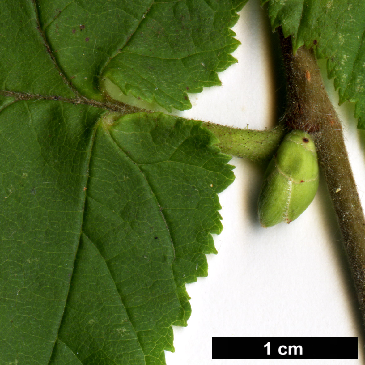 High resolution image: Family: Betulaceae - Genus: Corylus - Taxon: avellana - SpeciesSub: var. pontica